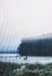Panneau étanche pour un support de travail - Cerf dans le brouillard