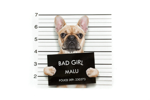  Iron-on transfer - thermo-printing - bulldog "bad girl"
