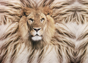 Panneau maillot panoramique - Lion 